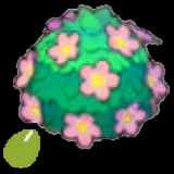 Adorable-hedge seeds