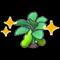 Blooming bean plant (Grow)