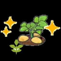 Blooming potato plant (Grow)