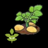 Blooming potato plant