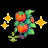 Blooming Tomato plant (Grow)