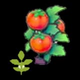 Blooming Tomato plant