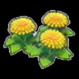 Dandy flower seeds
