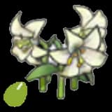 Elegant-flower seeds