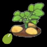 Potato seeds