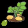 Potato seeds