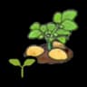 Potato sprout