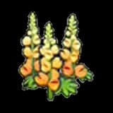 Robust flower (orange)