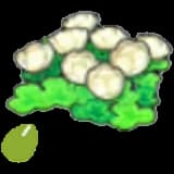 Skyland-flower seeds