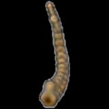 Tundra Fossil (tail)