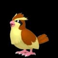 Pidgey