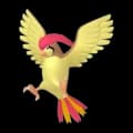 Pidgeotto
