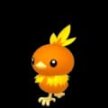 Torchic